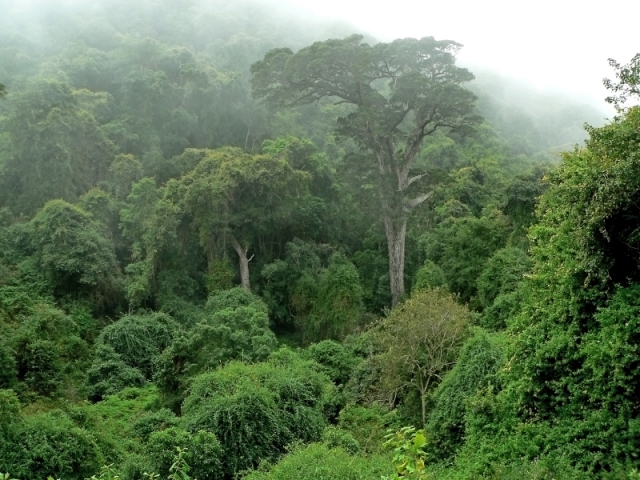 WED rainforest
