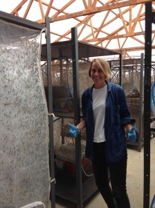 Eve Mackinnon with thousands of Black Soldier Flies: insect farming units processing faeceal waste in equatorial Africa